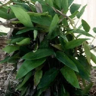 thumbnail for publication: Arrowroot—Maranta arundinacea L.